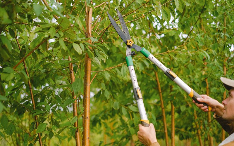 Tree trimming in Plessis, NY