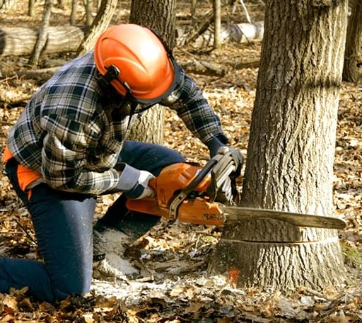 Tree Removal in Plessis, NY
